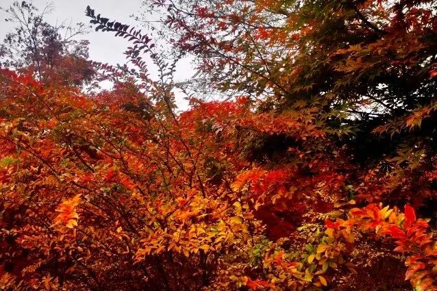 杜邑遗址风景区,杜邑花海风景区