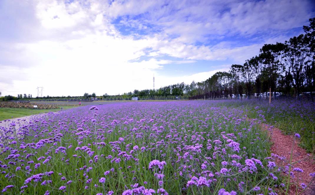 杜邑遗址风景区,杜邑花海风景区