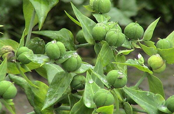 石油科普小知识,绿色石油与普通石油的区别