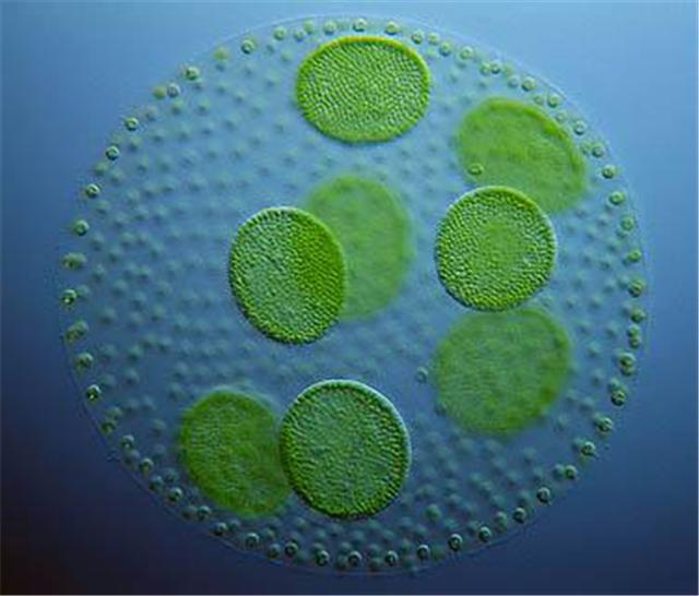 石油科普小知识,绿色石油与普通石油的区别