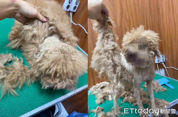 贵宾掀起「整片打结大衣」吓死人！美容师叹：穿可爱衣前请梳毛