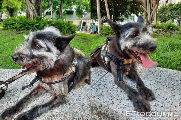 想领养一只雪纳瑞狗,雪纳瑞奶狗免费领养