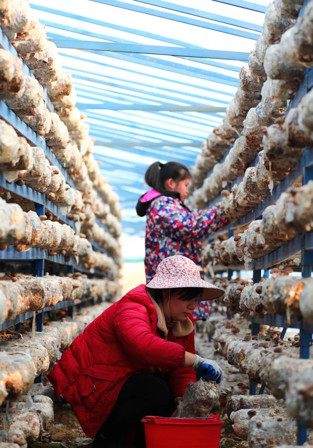 【关注】我县香菇产业飞上《人民日报》，看美味香菇如何做出可口菜肴！