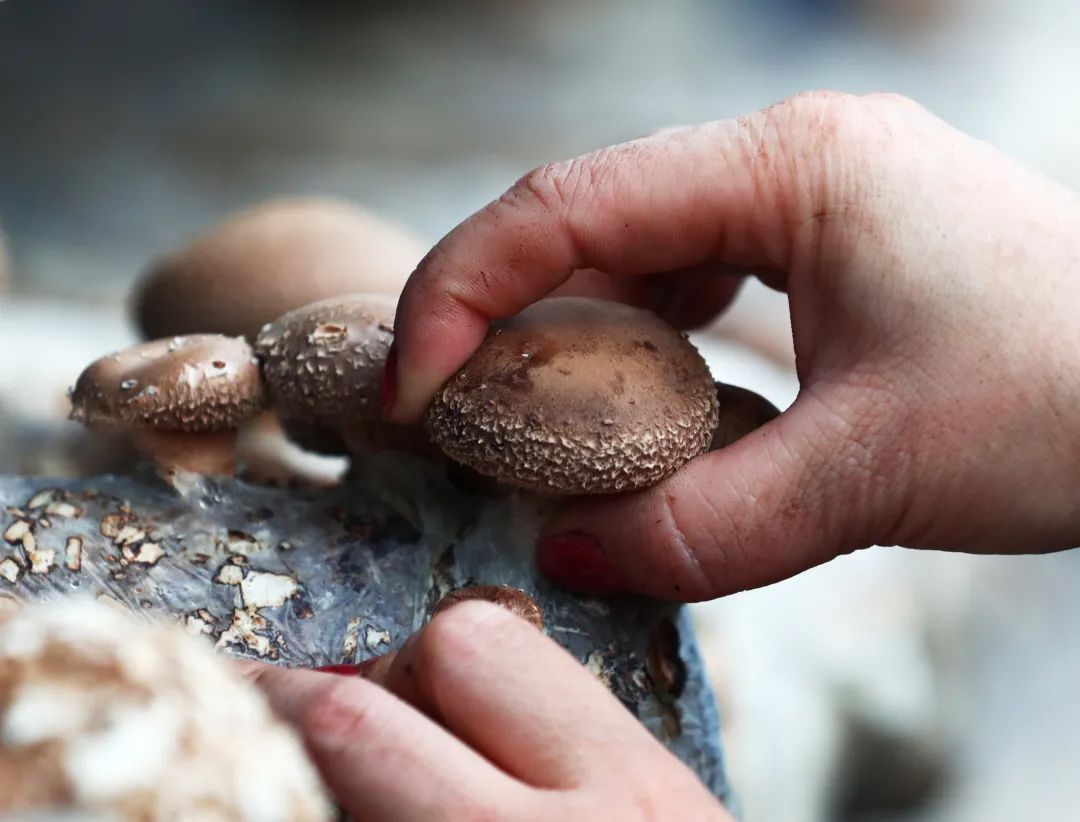 【关注】我县香菇产业飞上《人民日报》，看美味香菇如何做出可口菜肴！