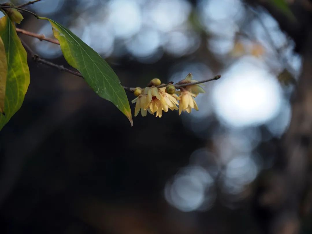 奥林巴斯e-m10mark4代拍照,奥林巴斯e-m10markiii