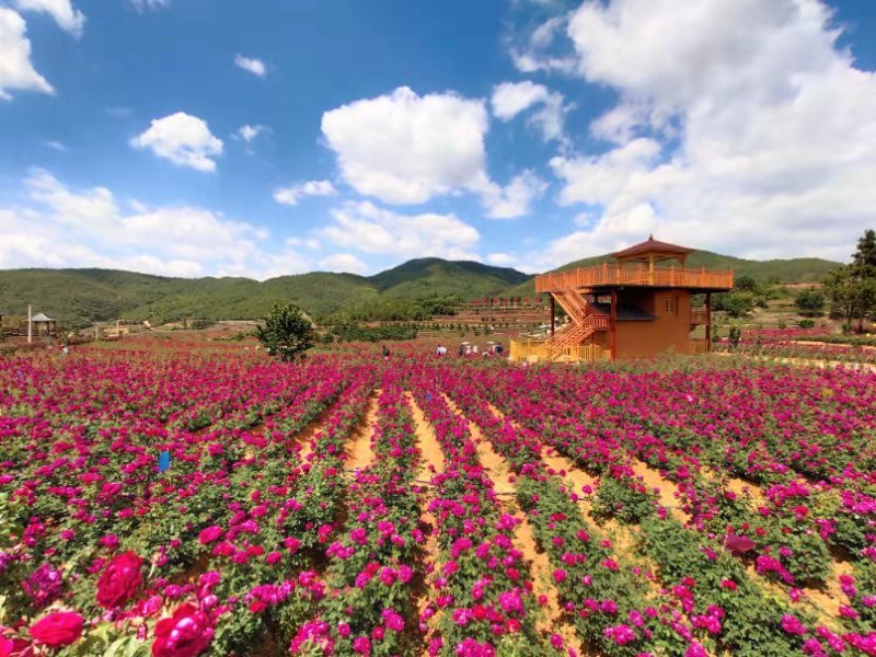 安宁新农村试点村,安宁乡村振兴示范村