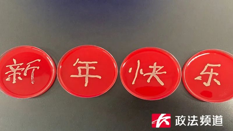 医生用细菌作画,用细菌作画你见过吗