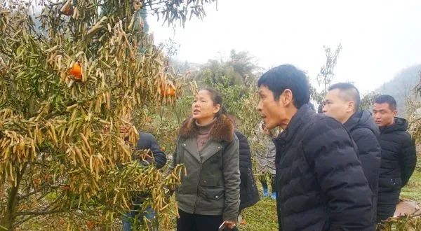 三红蜜柚冻害,2023年柑橘冻害受损情况