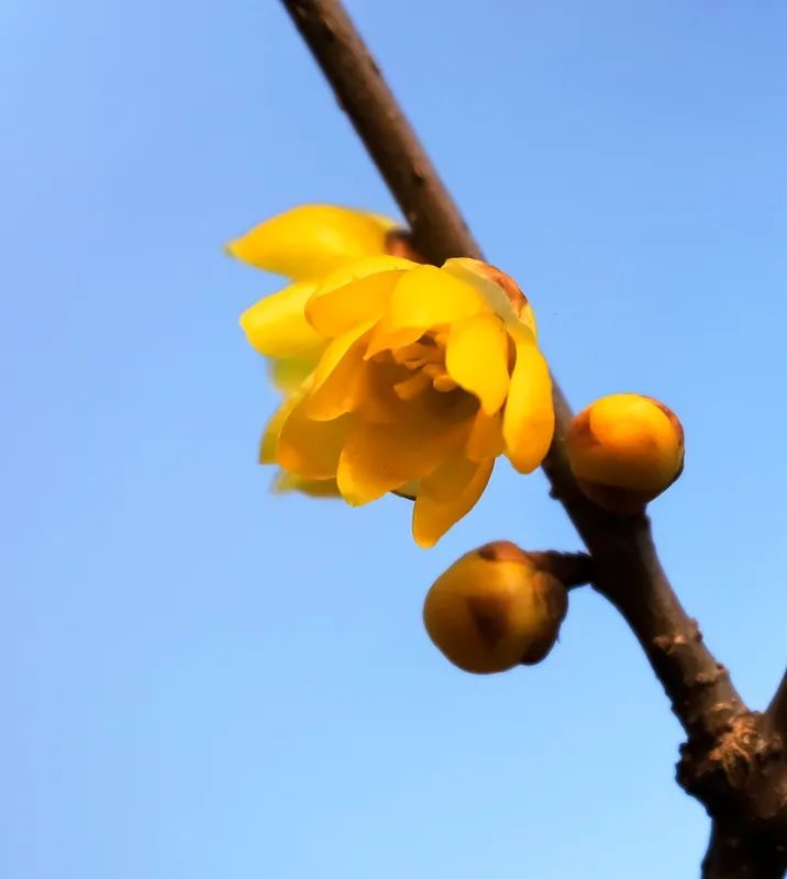 谁说冬日百花羞？这里的腊梅一枝独秀！