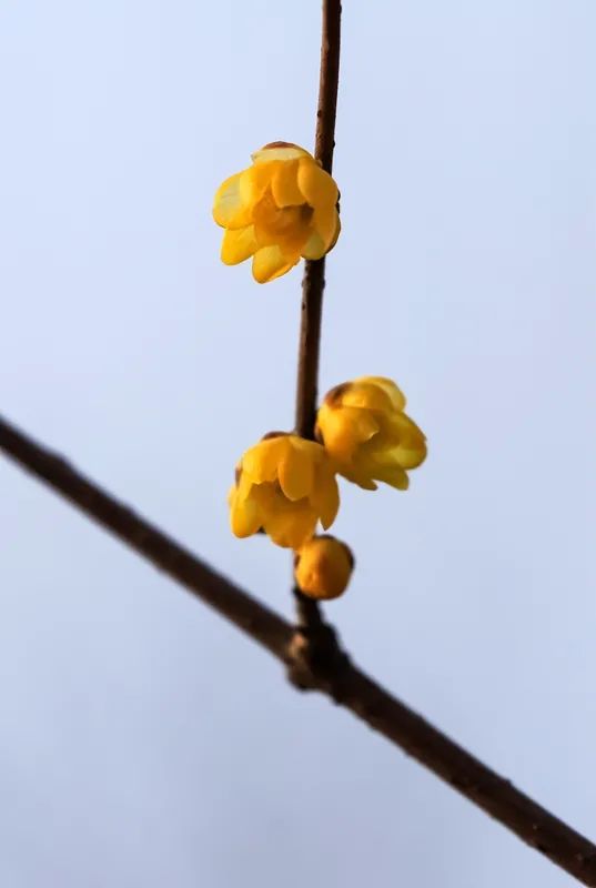谁说冬日百花羞？这里的腊梅一枝独秀！