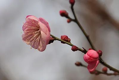 谁说冬日百花羞？这里的腊梅一枝独秀！