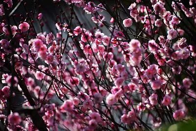 谁说冬日百花羞？这里的腊梅一枝独秀！