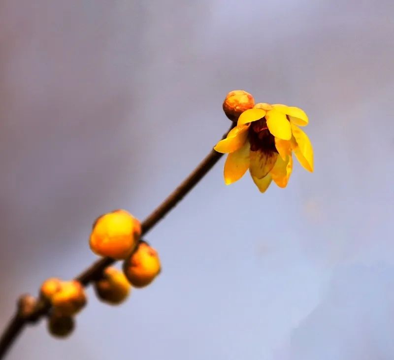 谁说冬日百花羞？这里的腊梅一枝独秀！