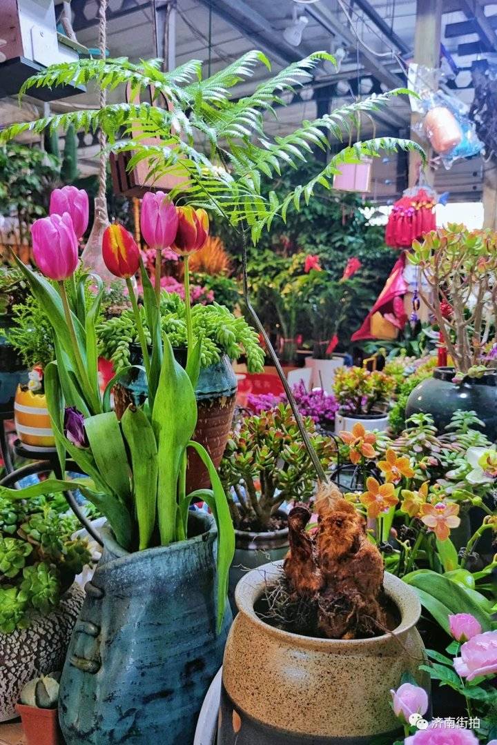 济南花卉市场哪个最大最出名,开放的济南花卉市场有哪些