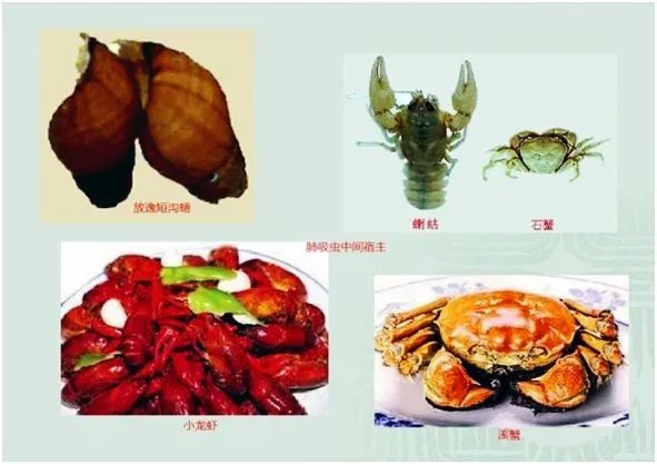 野外洞穴探险肺部感染,野外旅游被虫叮咬怎么办