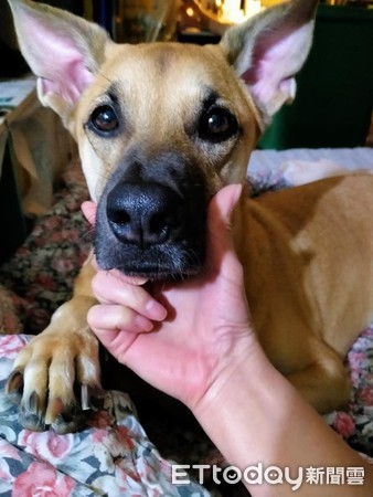 小黄眼眶含泪「馈头嘟黑嘴」求喂食　妈秒融化：谁能拒绝