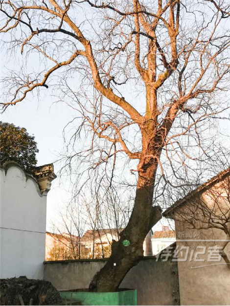 特约记者行,特约记者团