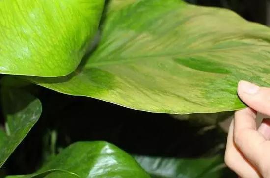 大叶绿萝叶子发黄一招搞定,大叶绿萝的叶子发黄怎么回事