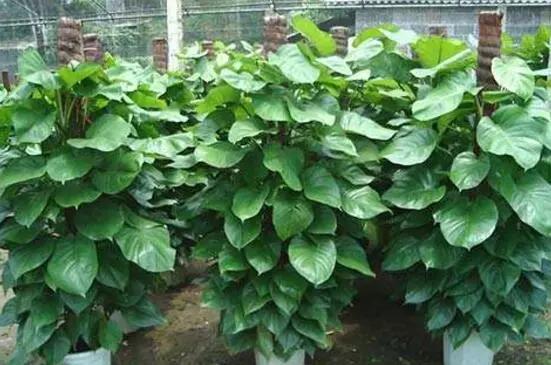 大叶绿萝叶子发黄一招搞定,大叶绿萝的叶子发黄怎么回事