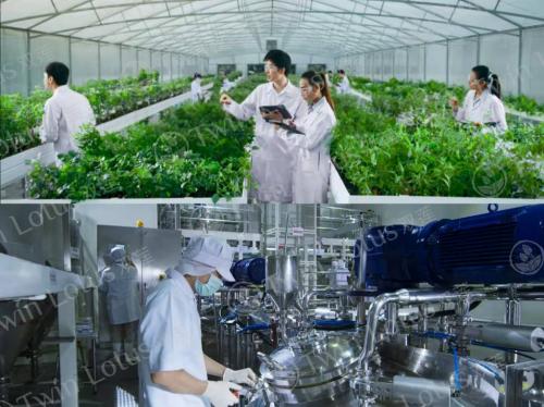 twinlotus双莲个人护理旗舰店,泰国进口twinlotus燕窝