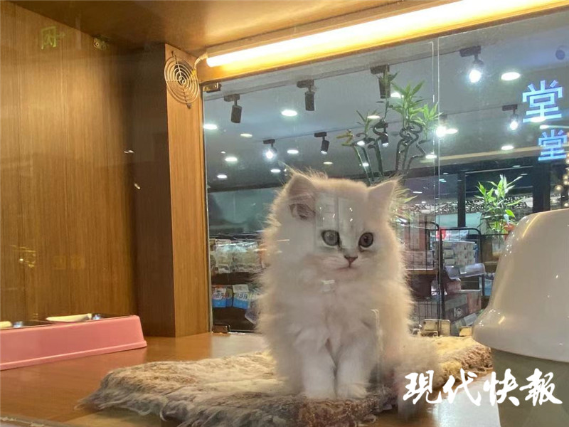 宠物店买的猫几天就死了怎么赔偿,宠物店买了个先天病猫能退吗