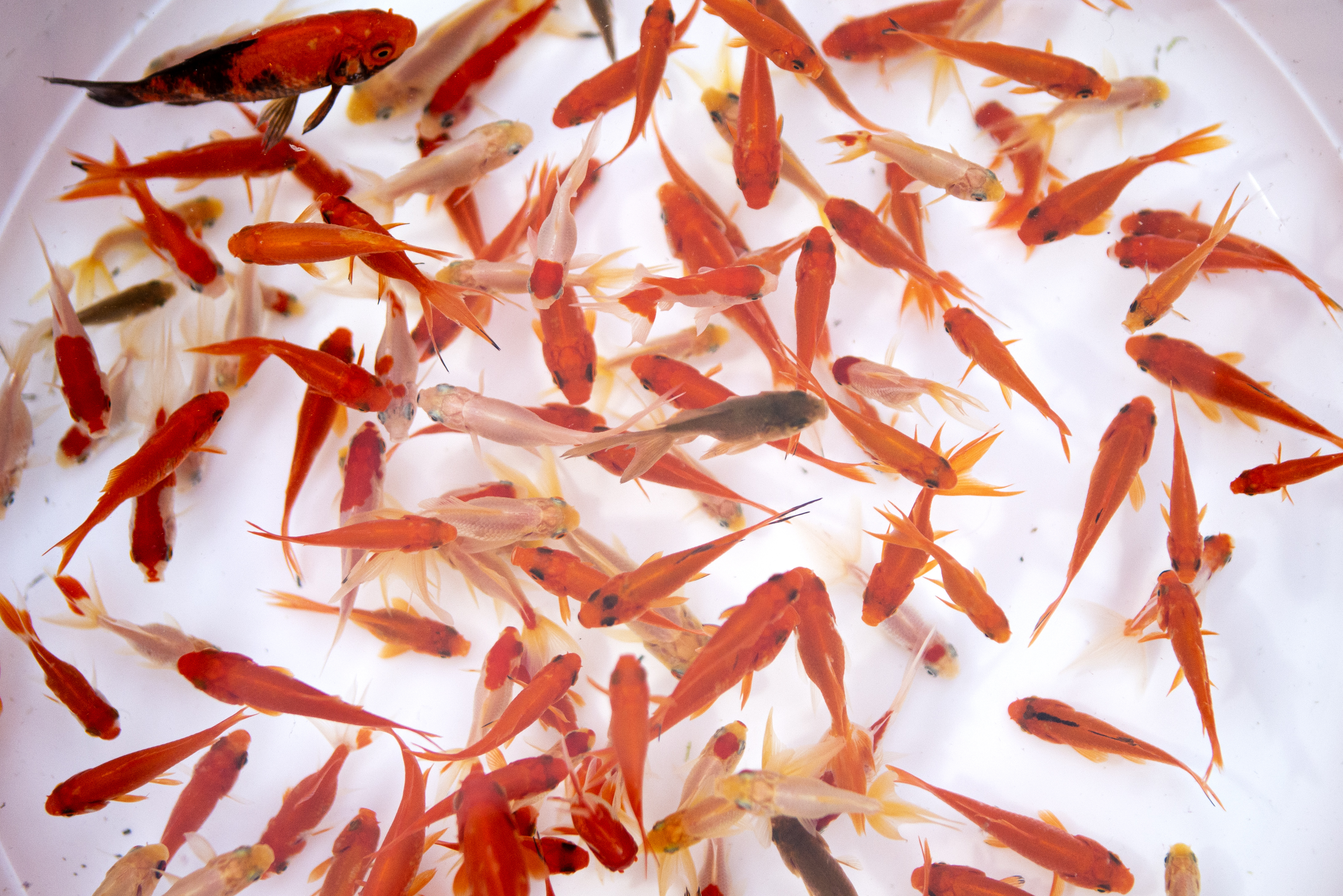 问候伊朗诺鲁孜节的问候语,伊朗各地庆祝诺鲁孜节