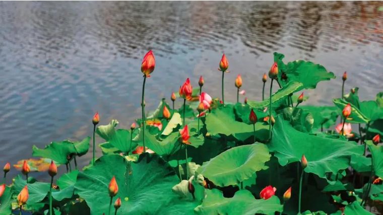 小龙虾全国十强品牌有哪些,全国小龙虾最出名的城市排名