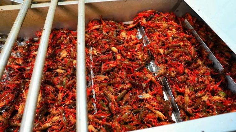 小龙虾全国十强品牌有哪些,全国小龙虾最出名的城市排名