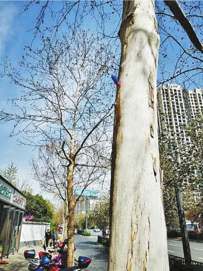 悬铃散喷洒,喷洒飞絮抑制剂对人有影响吗