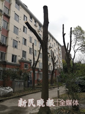 小区树木被过度修剪砍头谁管,官方回应一小区多棵大树被砍