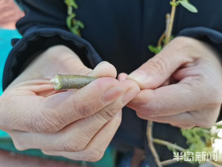 玩过“柳哨”的同学举手