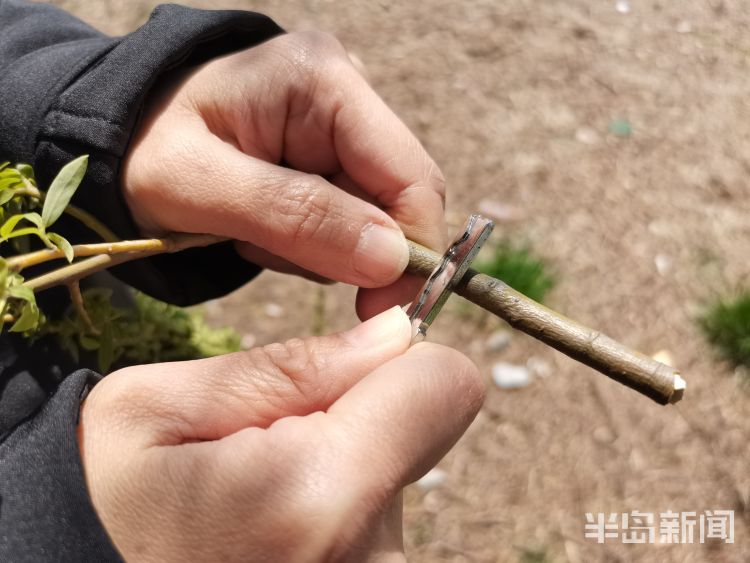 玩过“柳哨”的同学举手