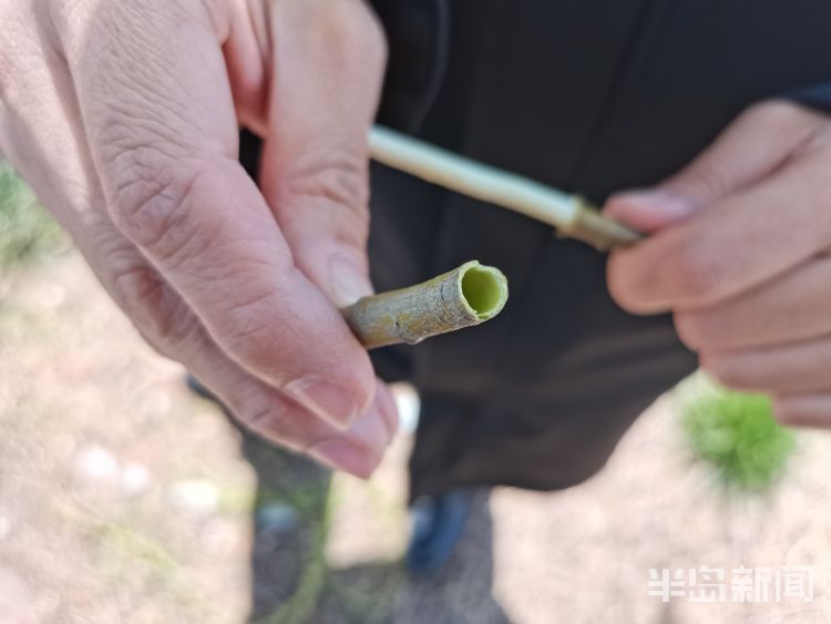 玩过“柳哨”的同学举手