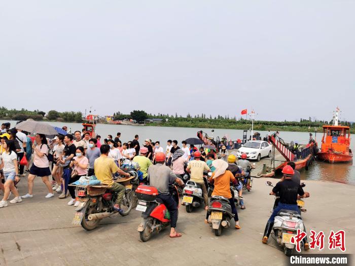 新会石板沙黄沙蚬什么时候最好吃,江门新会黄沙蚬季节