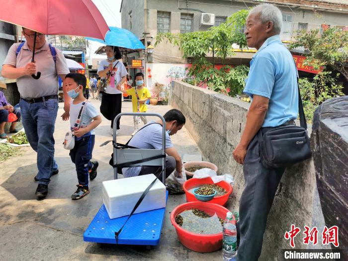 新会石板沙黄沙蚬什么时候最好吃,江门新会黄沙蚬季节