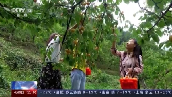 乡村振兴战略是三农工作的总抓手,新时期三农工作全面推进乡村振兴