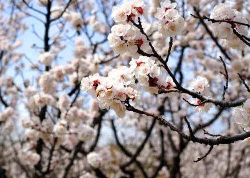 榆林成“花花世界”可这是都什么花？春天最难的课来了
