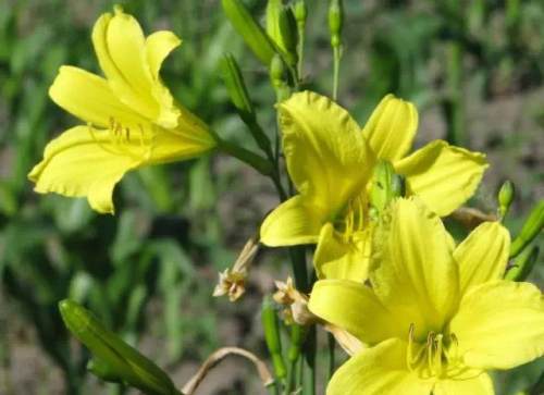 榆林成“花花世界”可这是都什么花？春天最难的课来了