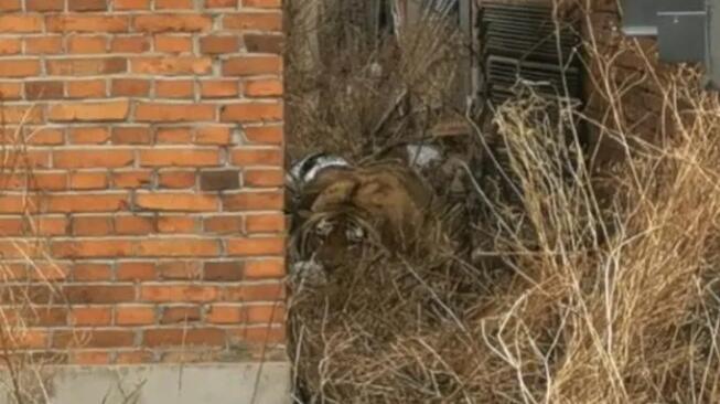 老虎进村伤人视频曝光,老虎进村伤人后老虎怎么处理