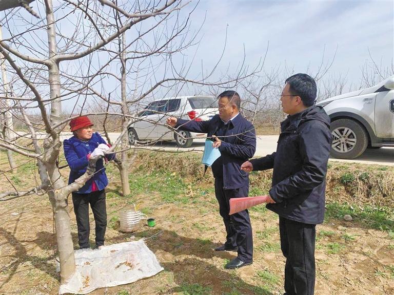 奋斗百年路启航新征程同心奔小康立下“军令状”攻坚“万元果”——长武县奋力打好果业振兴之战