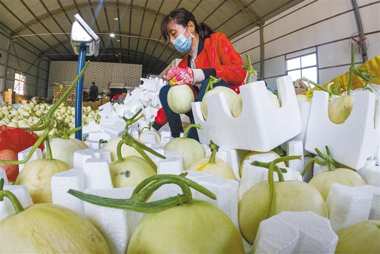 陕西阎良甜瓜超甜,陕西阎良甜瓜熟了