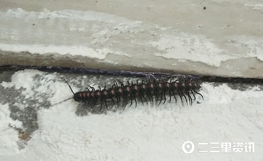 马陆虫又在商南过风楼境内出现，农综站干部盼专家给予防治建议