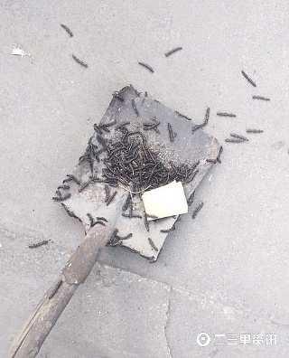 马陆虫又在商南过风楼境内出现，农综站干部盼专家给予防治建议