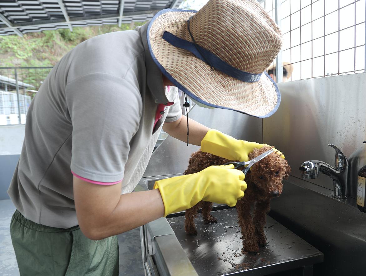 深圳领养流浪犬最新规定,深圳市领养宠物中心