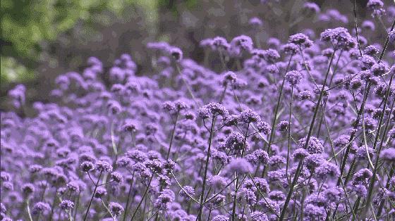 上海紫色花海熏衣草公园,上海最大的薰衣草