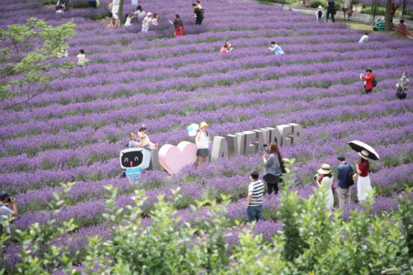 上海紫色花海熏衣草公园,上海最大的薰衣草