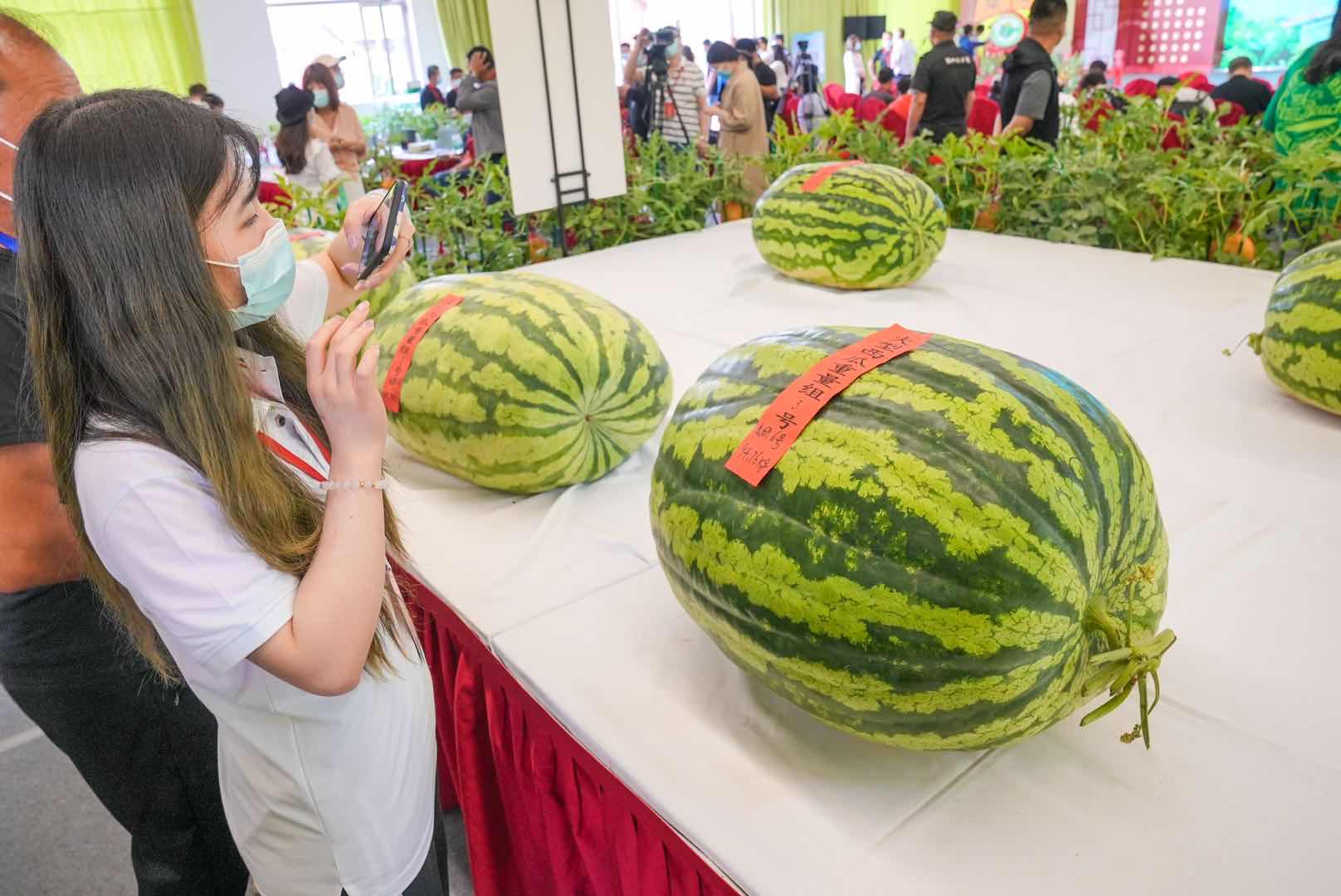 全国西瓜大兴“打擂”，庞各庄189斤大西瓜问鼎“瓜王”