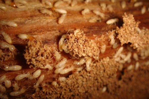 白蚁遭遇战这套防蚁攻略请收好,白蚁飞蚁彻底消灭的方法