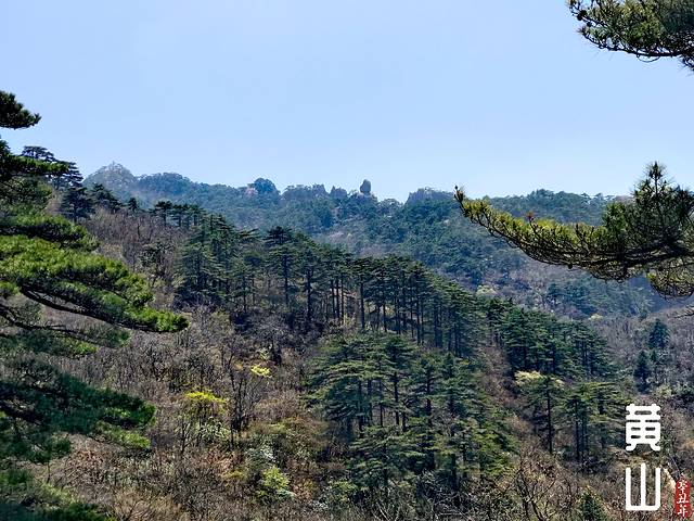 徽州的春天全集,黄山的春天风景