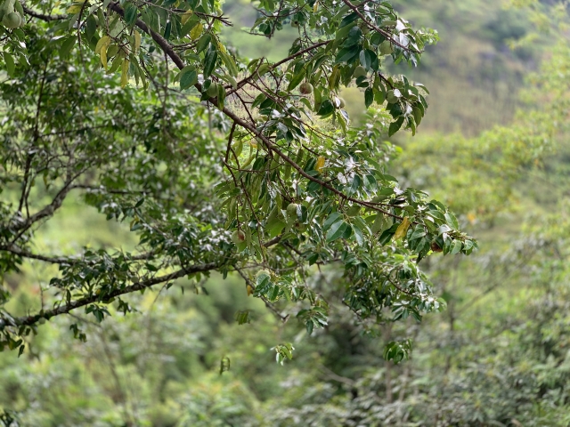 一棵历经千年的特殊树种，成了广南村民的“致富树”